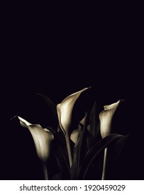 Sympathy Card With Calla Lily Flowers And Copy Space. Funeral Flowers On Dark Background