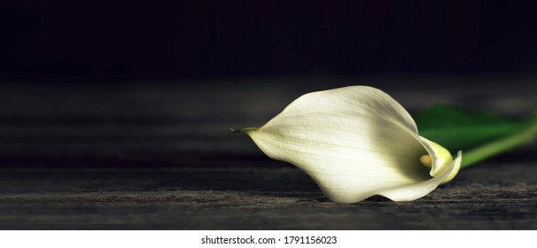 Sympathy card with calla lily on dark wooden background with copy space
