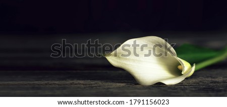 Sympathy card with calla lily on dark wooden background with copy space [[stock_photo]] © 