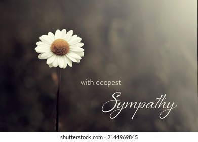 Sympathy Card With Daisy Flower On Dark Background