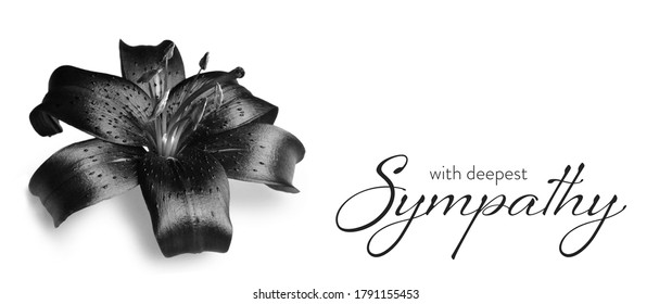 Sympathy Card With Dark Lily Flower Isolated On White Background    