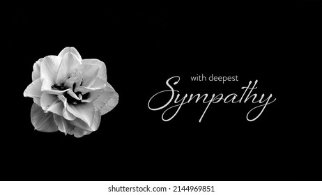 Sympathy Card Double Daffodil Isolated On Stock Photo 2144969851 ...