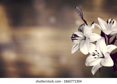 Sympathy Card With Lily Flowers. Black And White Image