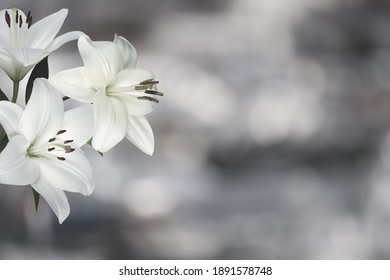 Sympathy Card With Lily Flowers. Black And White Image