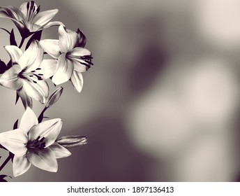 Sympathy Card With Lily Flowers. Black And White Image