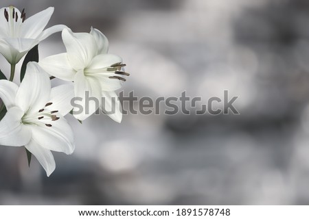 Sympathy card with lily flowers. Black and white image [[stock_photo]] © 