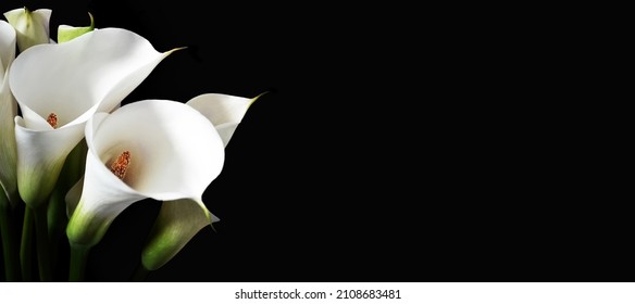 Sympathy Card With White Calla Lilies Isolated On Black Background With Copy Space

