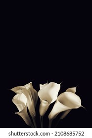 Sympathy Card With White Calla Lilies Isolated On Black Background With Copy Space