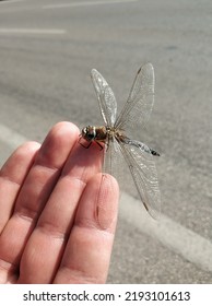 A Sympetrum Flaveolum From The Order Odonata.
