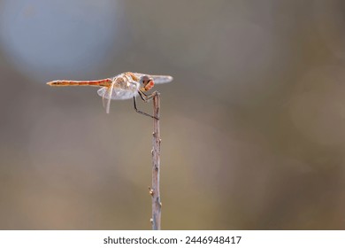 Sympetrum fonscolombii Libellulidae in Corsica, profil portrait in macro. Closeup of Dragonfly against blurred background. Wild faune of France in macro