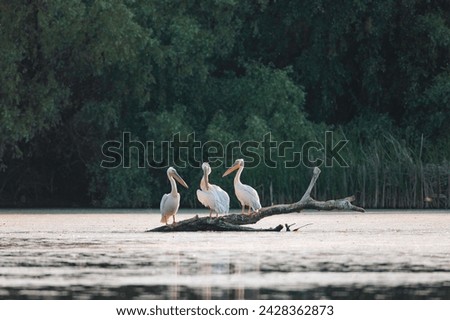 Symphony of Pelicans: Majestic Birds Gathering on Waterlogged Perch