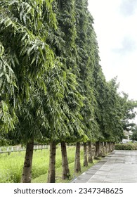 A symphony of trees lines the path, their branches reaching out like dancers frozen mid-twirl.