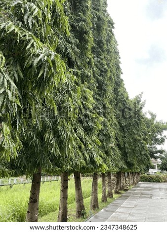 A symphony of trees lines the path, their branches reaching out like dancers frozen mid-twirl.