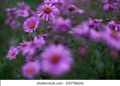 691 Symphyotrichum novae angliae Images, Stock Photos & Vectors ...