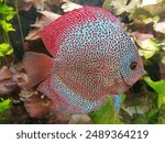 Symphysodon (colloquially known as discus or discus fish) is a genus of cichlids native to the Amazon river basin in Brazil.