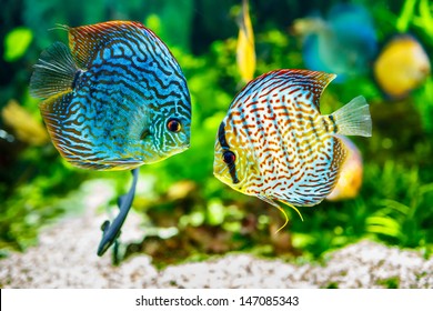 Symphysodon discus in an aquarium on a green background