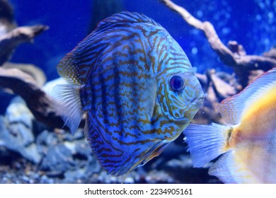 Symphysodon have a laterally compressed body shape,extended finnage is bsent giving rounded shape.It is this body shape from which their name,discus,is derived,popular as freshwater aquarium fish.