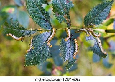 Symphyta Caterpillar-like Larvae On Rose Leaves