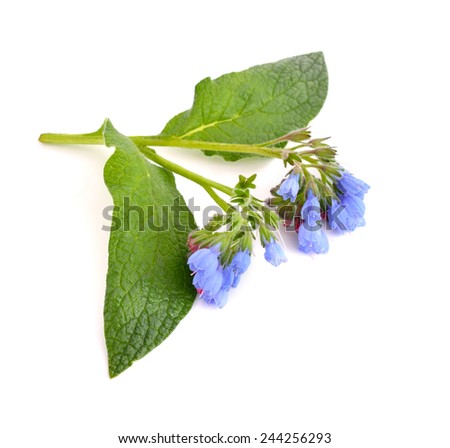 Blue comfrey