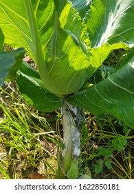 Sympotoms Of Cauliflower Sclerotinia Stem Rot