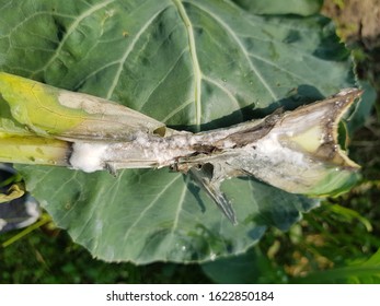 Sympotoms Of Cauliflower Sclerotinia Stem Rot