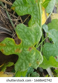 Symptom Downy Mildew Disease Pseudoperonospora Cubensis Stock Photo ...