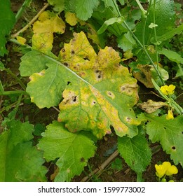 165 Alternaria brassicae Images, Stock Photos & Vectors | Shutterstock