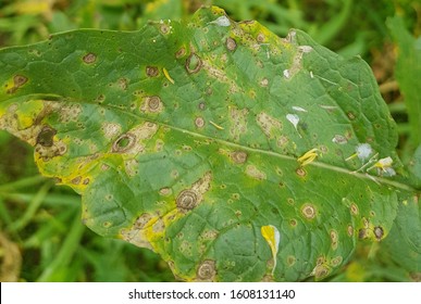 165 Alternaria brassicae Images, Stock Photos & Vectors | Shutterstock