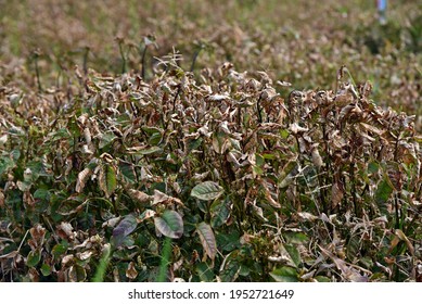 Symptoms Of Broadleaf Weed After Post Emergence Herbicide Application