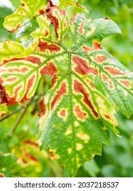 Symptoms Of Esca On Merlot Leaf. The Grapevine Trunk Diseases Have Become So Problematic For Grape Grower.