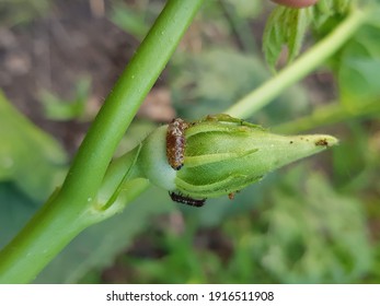 86 Red Fruit Borer Images, Stock Photos & Vectors | Shutterstock