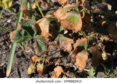 Symptoms Of Fusarium Wilt In Strawberries Plant.