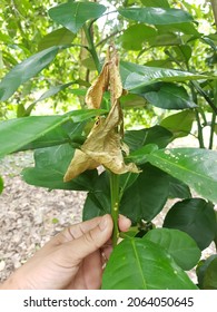 Symptoms Phytophthora Brown Rot Citrus Caused Stock Photo 2064050645 ...