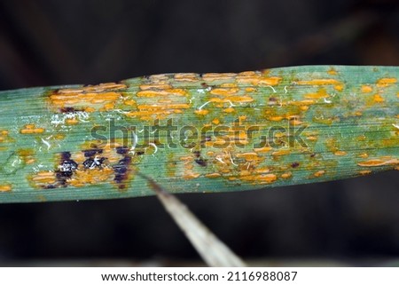 Symptoms of a plant pathogen and causal agent of oat and barley crown rust - Puccinia coronata on oat leaves - Telium, plural telia.