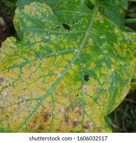 Symptoms White Rust Mustard Plant Stock Photo 1606032517 | Shutterstock
