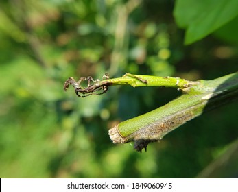 339 Pomelo pest Images, Stock Photos & Vectors | Shutterstock