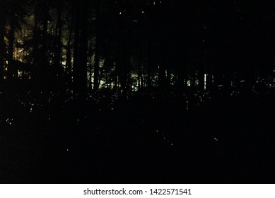 Synchronized Fireflies In Elkmont In Great Smoky Mountain National Park In Tennessee 