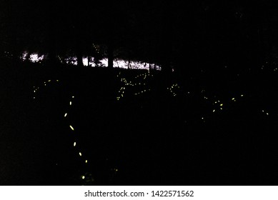 Synchronized Fireflies In Elkmont In Great Smoky Mountain National Park In Tennessee 