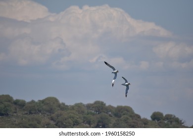 Synchronized Flight Of Two Seagulls