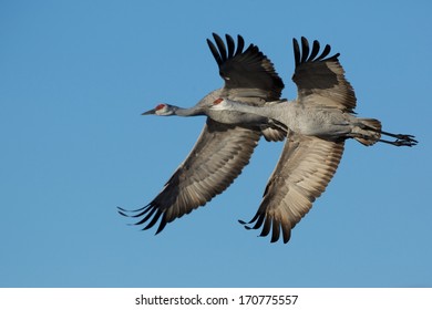 1,383 Sand hills crane Images, Stock Photos & Vectors | Shutterstock