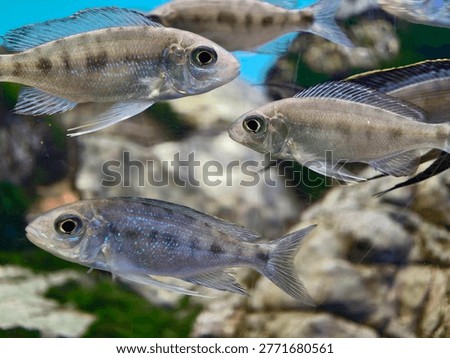 Synchronized formation of silver fish gliding in unison, rhythmic movement creating visual pattern over rocky