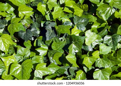 Syndey Australia, Groundcover Ivy Leaves In Sunshine