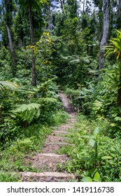  Syndicate Nature Trail Views around the caribbean island of Dominica West indies - Shutterstock ID 1419116738