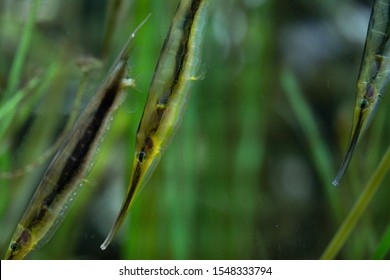 Syngnathidae Fish Going With The Flow