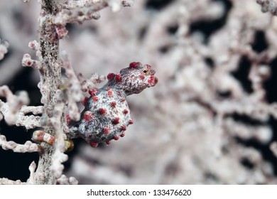 Syngnathidae Pygmy Sea Horse In Pacific Ocean At Cabilao - Philippines