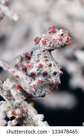 Syngnathidae Pygmy Sea Horse In Pacific Ocean At Cabilao - Philippines