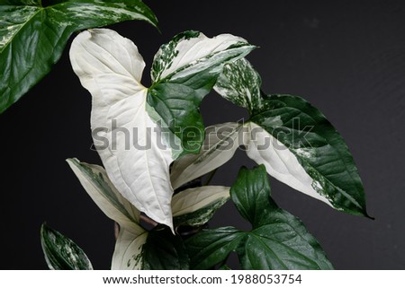 Syngonium Albo variegated leaf close up in isolated black background. White Variegation leaf. Syngonium Albo Variegata.