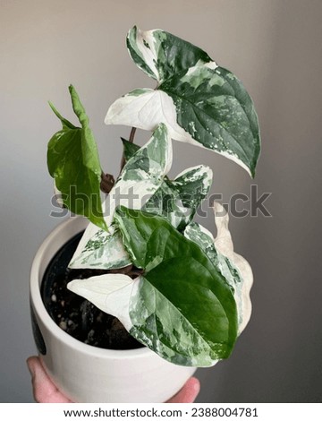 Syngonium Albo Variegated Syngonium are part of the Araceae family. These lovely rare climbing plants are native to Mexico, Brazil and Bolivia