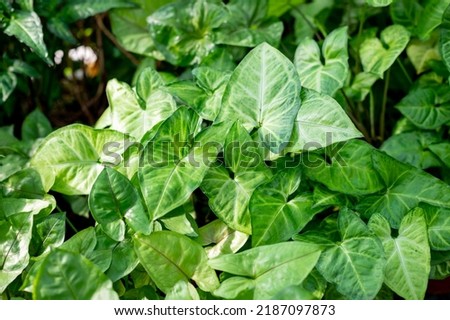 Syngonium green leaves natural background.Close up tropical foliage plant, Syngonium, with beautiful bright green leaves texture