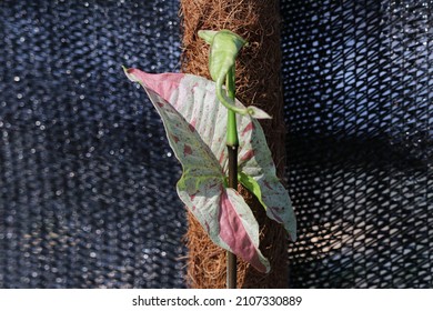 Syngonium Milk Confetti On The Branch Growing Up On Coconut Pole With Net Background.